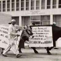 La solitaria vaca cubana asesinada por un&nbsp;satélite